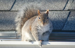 Squirrel-on-roof
