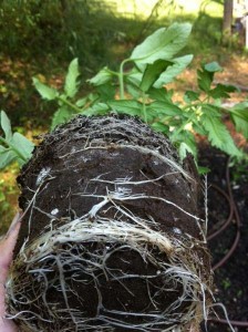 root-bound-tomato-plant-224x300